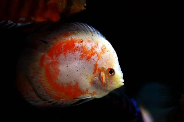 Kırmızı Marlboro Discus Balığı Symphysodon — Stok fotoğraf