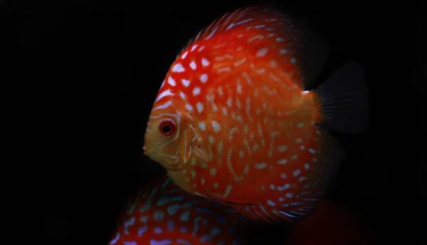 Голубь Blooddiscus Fish Symphysodon — стоковое фото