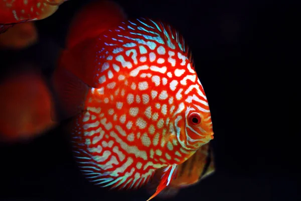 Pigeon Blood Discus Fish Symphysodon — Foto Stock