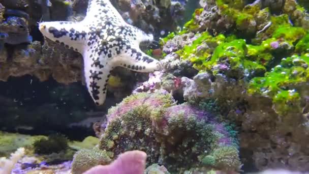 Kaka Sea Star Anthenea Aspera — Stockvideo