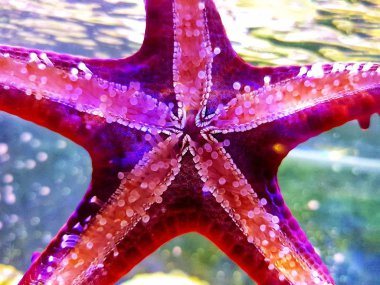 Red Knob Sea Starfish - (Protoreaster linckii) clipart