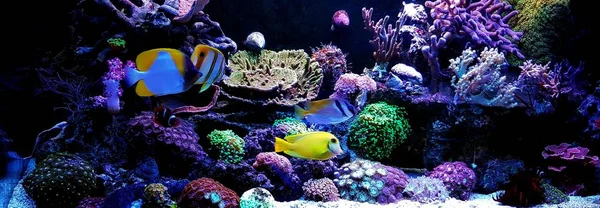 Mercan Resif Akvaryum Tankı Tropikal Deniz Balıkları — Stok fotoğraf
