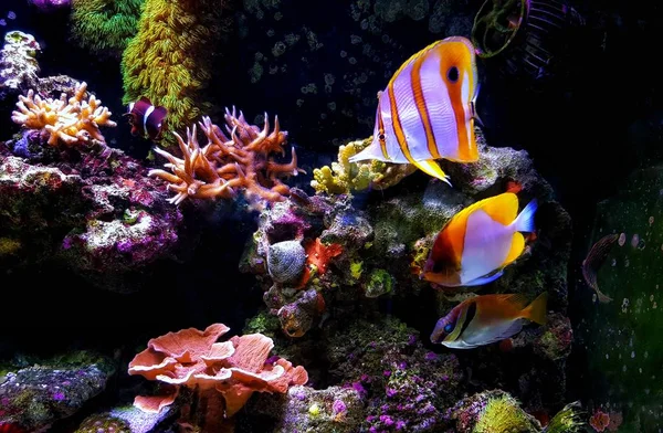 Tropical Marine Fishes Coral Reef Aquarium Tank — Stock Photo, Image