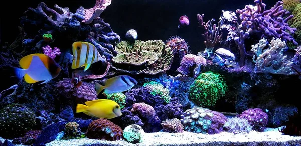 Tropiska Marina Fiskar Coral Reef Akvarium Tank — Stockfoto