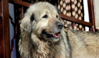 Sharplaninec - Makedon çoban köpeği