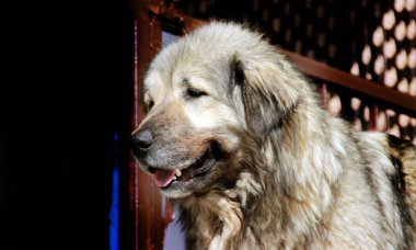 Sharplaninec - Makedon çoban köpeği