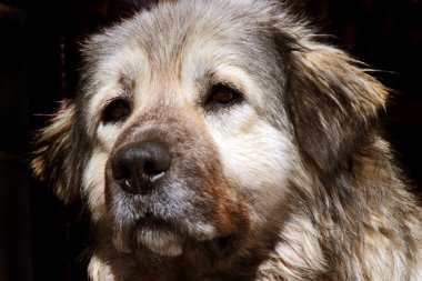 Sharplaninec - Makedon çoban köpeği