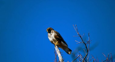 Bıyıklı dağ doğan (Falco biarmicus) 