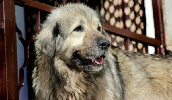 Sharplaninec - Makedon çoban köpeği