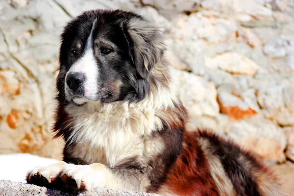 Sharplaninec Perro Ovejero Macedonio — Foto de Stock