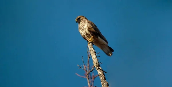 Faucon Des Montagnes Falco Biarmicus — Photo