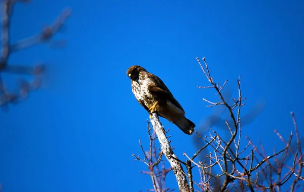 Lanner Mountain Falcon Falco Biarmicus — Stockfoto