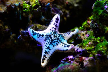 Cake sea star - Anthenea aspera  clipart