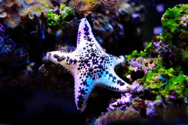 Cake sea star - Anthenea aspera  clipart
