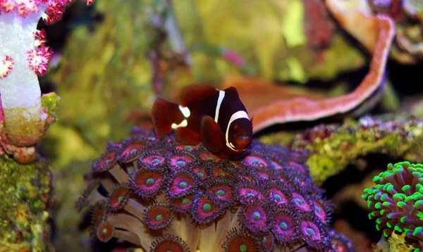 Fiocco Oro Marrone Clownfish Premnas Biaculeatus Novellame — Foto Stock