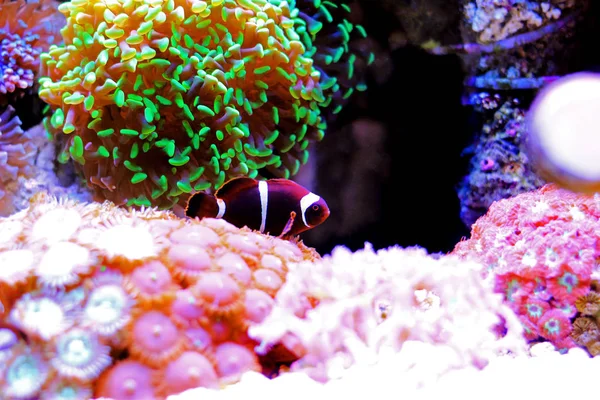 Floco Dourado Maroon Clownfish Premnas Biaculeatus Juvenil — Fotografia de Stock