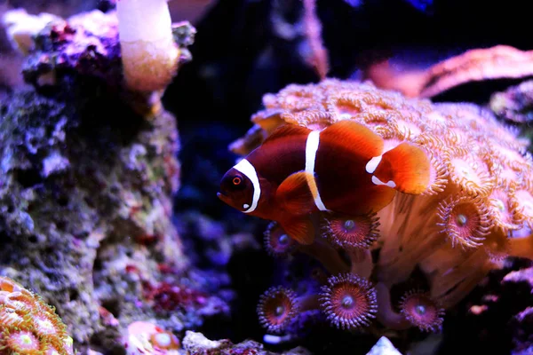 Flocons Dorés Marron Clownfish Premnas Biaculeatus Juvénile — Photo