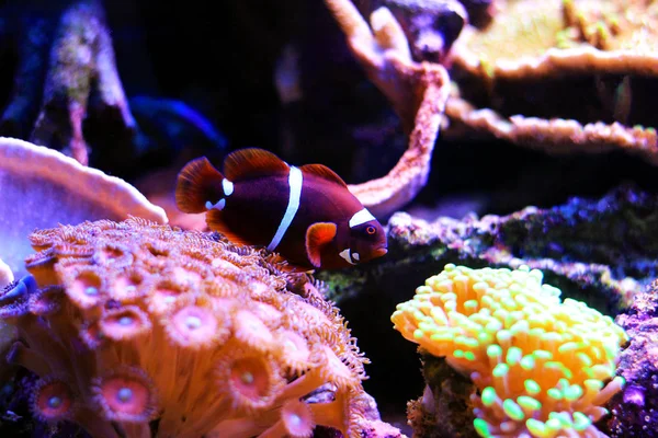 Golden Flake Maroon Clownfish Premnas Biaculeatus Juvenile — Stock Photo, Image