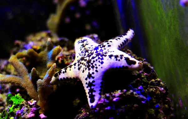 Cake sea star - Anthenea aspera