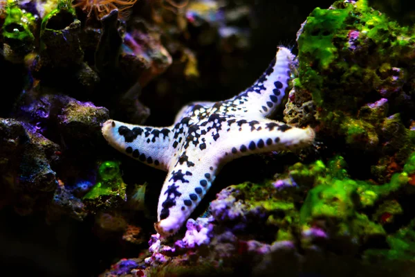 Taart Sea Star Anthenea Aspera — Stockfoto