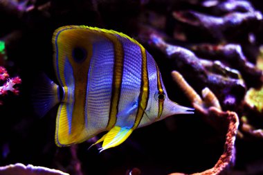 Copperband Butterflyfish - (Chelmon rostratus)