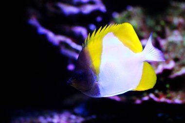 Sarı piramit Butterflyfish - (Hemitaurichthys polylepis)