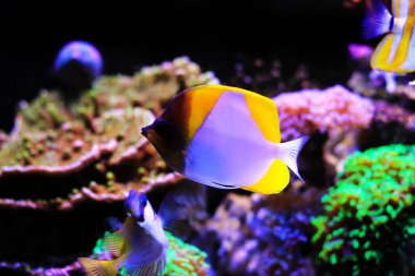 Sarı piramit Butterflyfish - (Hemitaurichthys polylepis)