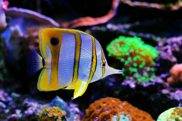 Copperband Butterflyfish - (Chelmon rostratus)