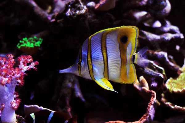 Copperband Butterflyfish Chelmon Rostratus — Stok fotoğraf