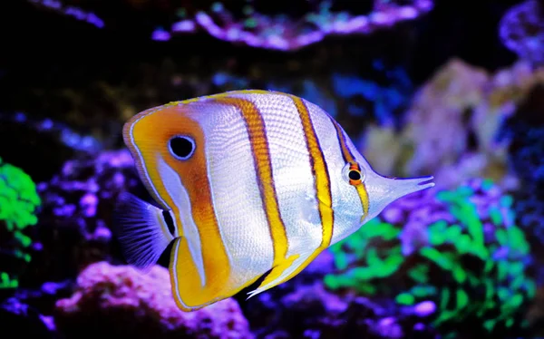 Copperband Butterflyfish Chelmon Rostratus — Stok Foto