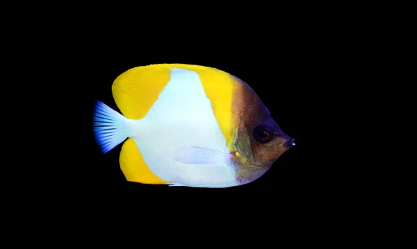 Yellow Pyramid Butterflyfish Hemitaurichthys Polylepis — Stock Photo, Image