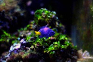 Sarıkuyruk ederler - Chrysiptera parasema