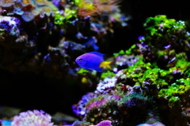 Sarıkuyruk ederler - Chrysiptera parasema