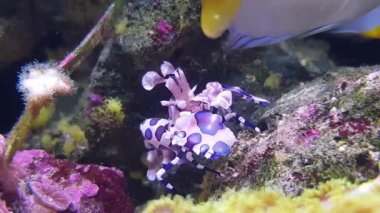 Harlequin karides - (Hymenocera elegans 4 k video) 