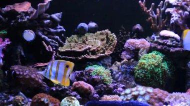 Tropikal balıklar tuzlu su mercan resif akvaryum sahnesi