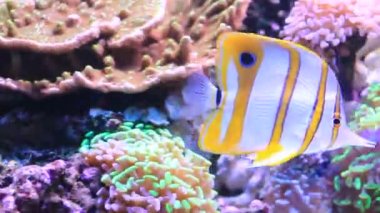 Copperband Butterflyfish - (Chelmon rostratus)