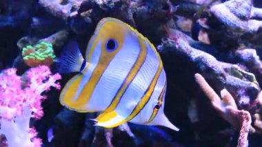 Copperband Butterflyfish - (Chelmon rostratus)