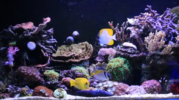 Peces Tropicales Escena Del Acuario Arrecifes Coral Agua Salada — Vídeos de Stock