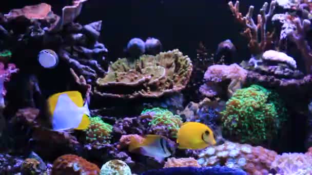 咸水珊瑚礁水族馆现场的热带鱼 — 图库视频影像