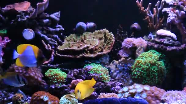 Peces Tropicales Escena Del Acuario Arrecifes Coral Agua Salada — Vídeos de Stock