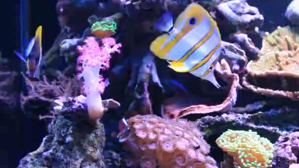 Butterflyfish Copperband Chelmon Rostratus — Vídeo de Stock