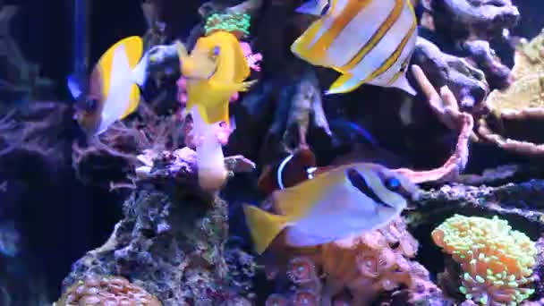 Tropiska Fiskar Saltvatten Coral Reef Akvarium Scen — Stockvideo