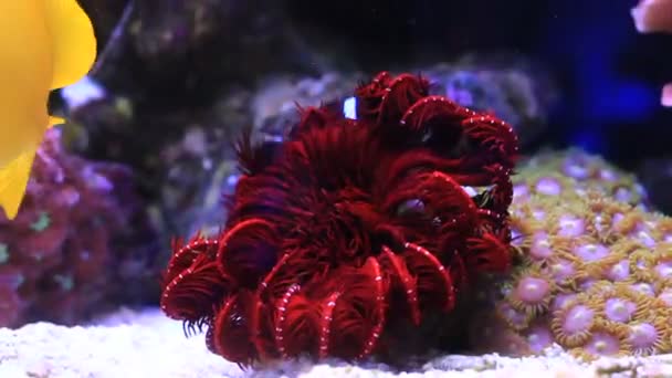 Penas Vermelhas Estrelas Mar Himerometra Robustipinna — Vídeo de Stock