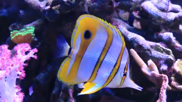 Butterflyfish Copperband Chelmon Rostratus — Vídeo de Stock