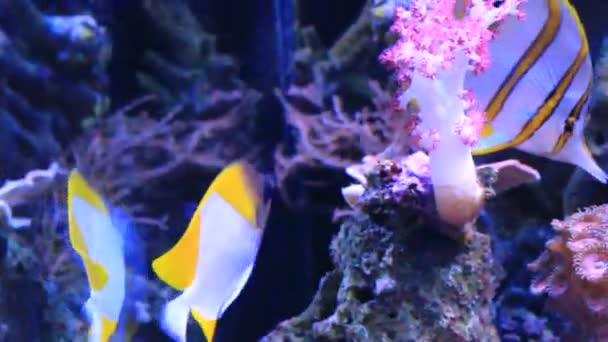 Video Yellow Pyramid Butterflyfish Hemitaurichthys Polylepis — Stock Video