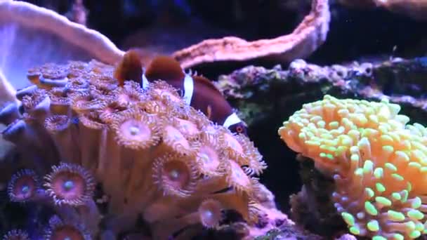 Peces Payaso Copos Oro Premnas Biaculeatus Juveniles — Vídeos de Stock