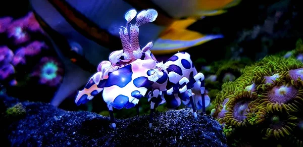 Арлекин Креветки Удивительное Подводное Существо — стоковое фото