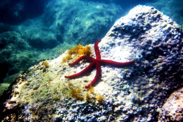 Mar Mediterrâneo Vermelho Ophidiaster Ophidianus — Fotografia de Stock