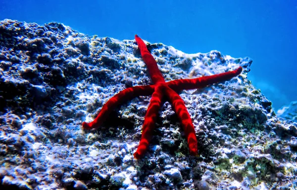 Mar Mediterrâneo Vermelho Ophidiaster Ophidianus — Fotografia de Stock