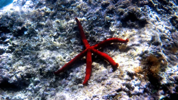 Red Mediterranean Seastar Ophidiaster Ophidianus — Stock Photo, Image